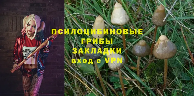 blacksprut tor  Верхотурье  Псилоцибиновые грибы Psilocybe 